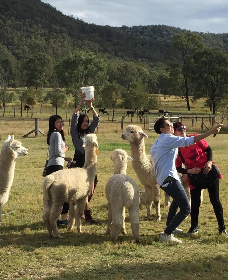 Starline Alpacas Farmstay Resort Broke Exterior foto