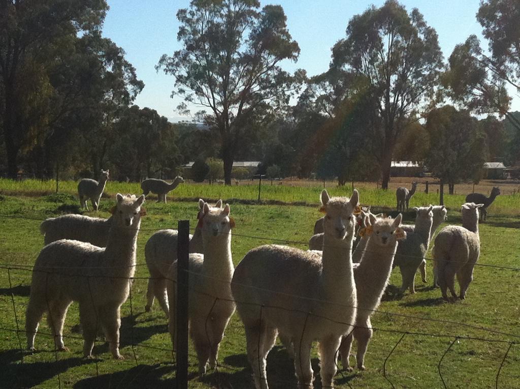 Starline Alpacas Farmstay Resort Broke Exterior foto