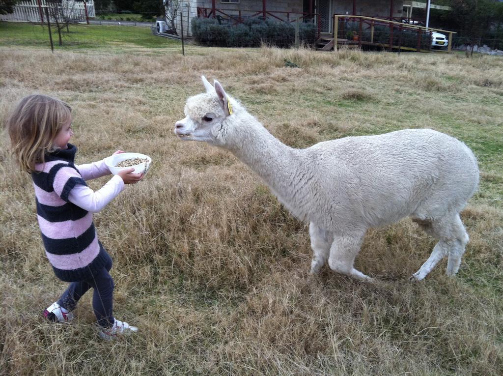 Starline Alpacas Farmstay Resort Broke Exterior foto