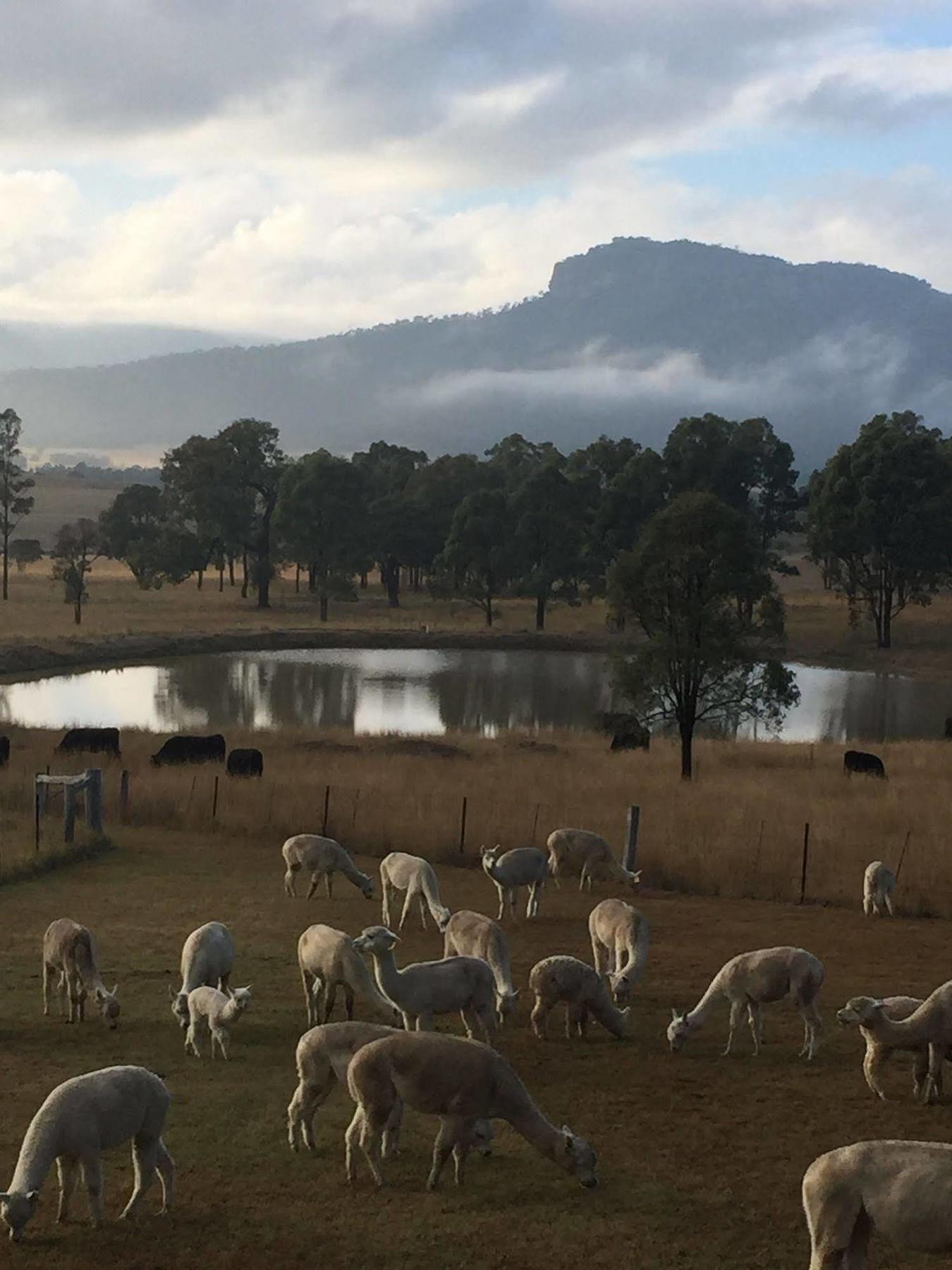 Starline Alpacas Farmstay Resort Broke Exterior foto